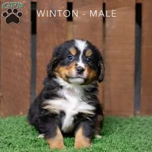 Winton, Bernese Mountain Dog Puppy